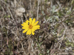 Lessingia glandulifera