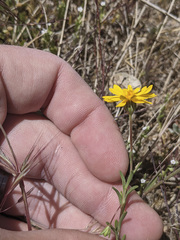 Lessingia glandulifera