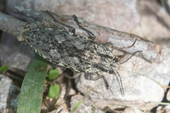 Texania fulleri