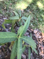 Danaus plexippus