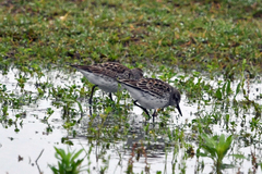 Calidris fuscicollis