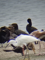 Egretta thula