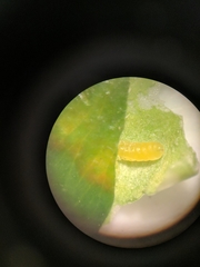 Galasa nigrinodis