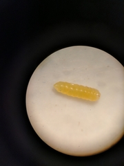 Galasa nigrinodis