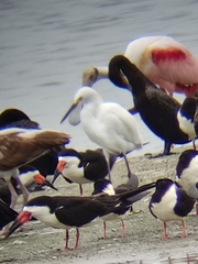 Egretta thula