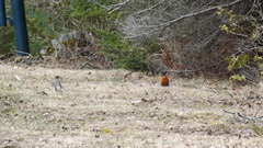 Turdus migratorius image