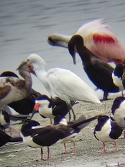 Egretta thula