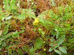 Cicendia quadrangularis