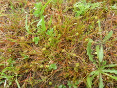 Cicendia quadrangularis