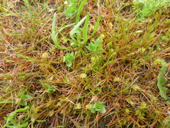 Cicendia quadrangularis