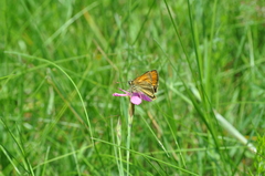Thymelicus sylvestris