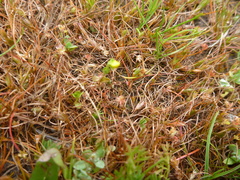 Cicendia quadrangularis