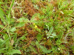 Cicendia quadrangularis