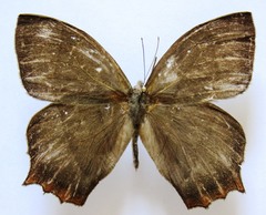 Taygetis rufomarginata