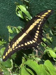 Heraclides thoas