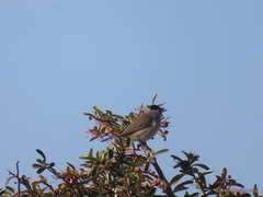 Sylvia atricapilla