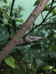 Heraclides thoas