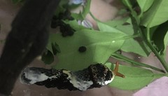 Heraclides thoas