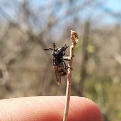 Copestylum limbipenne