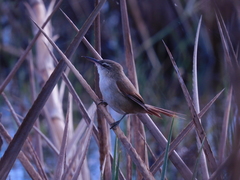 Limnoctites rectirostris
