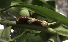Heraclides thoas