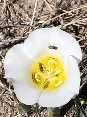 Calochortus ciscoensis