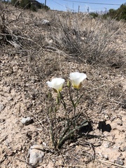 Calochortus ciscoensis
