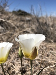 Calochortus ciscoensis