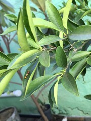 Heraclides thoas