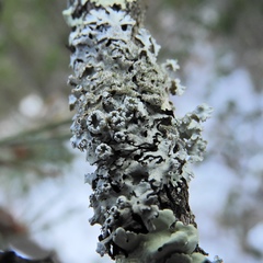 Imshaugia placorodia