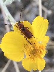 Batyle suturalis remota