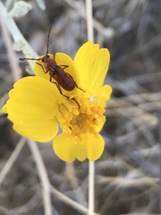 Batyle suturalis remota