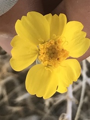 Psilostrophe cooperi