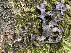 Peltigera pacifica