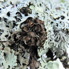 Tuckermanella fendleri