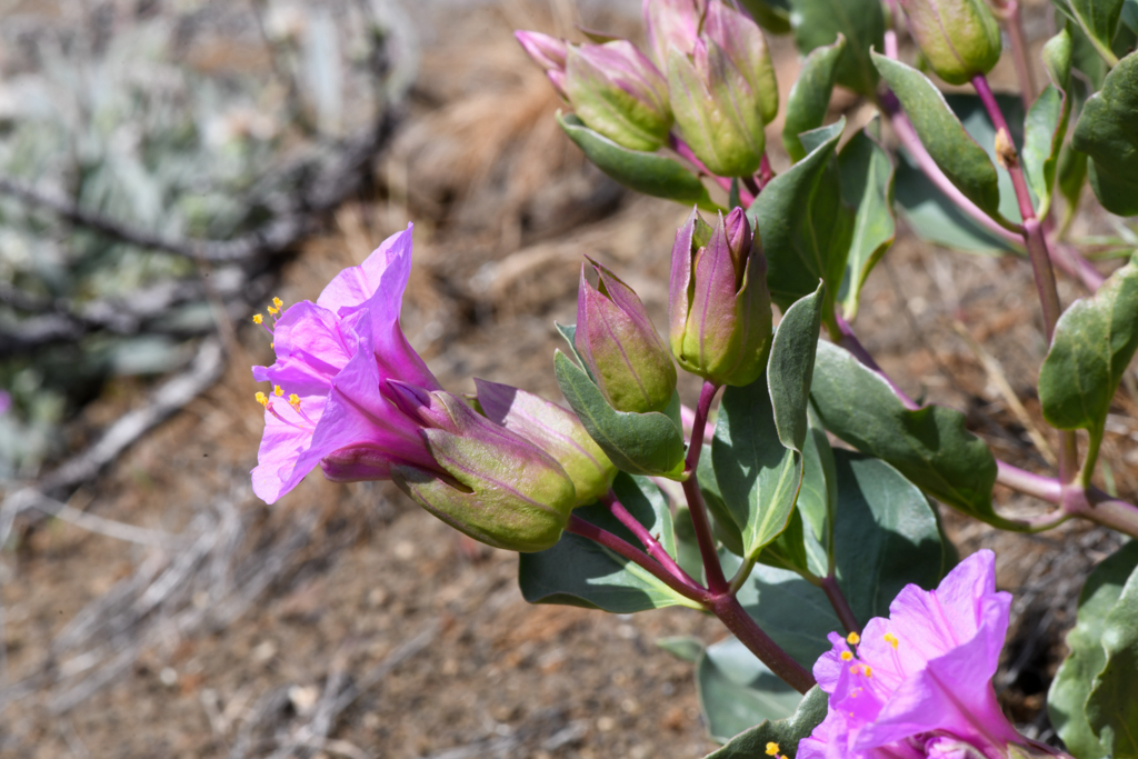 Mirabilis greenei