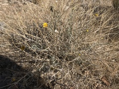 Psilostrophe cooperi