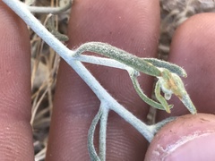 Psilostrophe cooperi