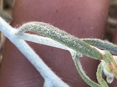 Psilostrophe cooperi