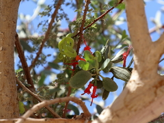 Plicosepalus acaciae