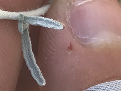 Psilostrophe cooperi