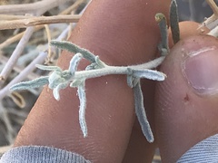 Psilostrophe cooperi