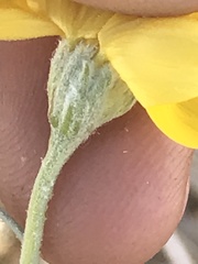 Psilostrophe cooperi