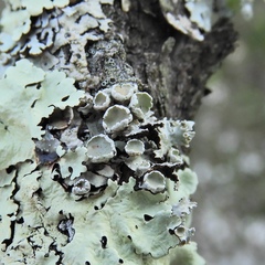 Imshaugia placorodia