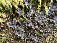 Peltigera pacifica