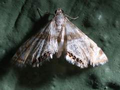 Petrophila heppneri