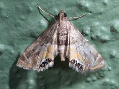 Petrophila daemonalis