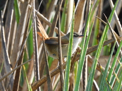 Limnoctites rectirostris