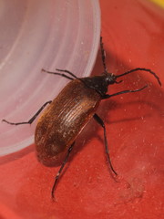 Pseudocistela ceramboides