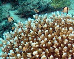 Dascyllus reticulatus